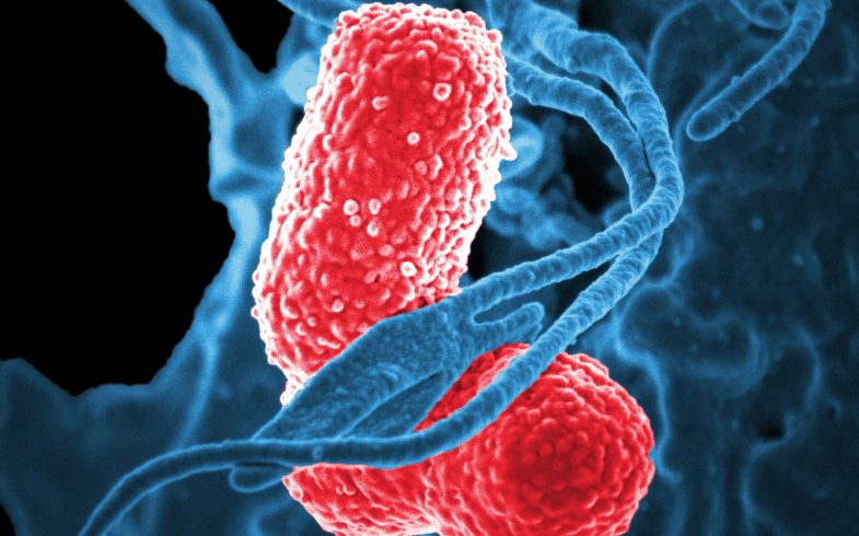 Microbiote et bien-être mental